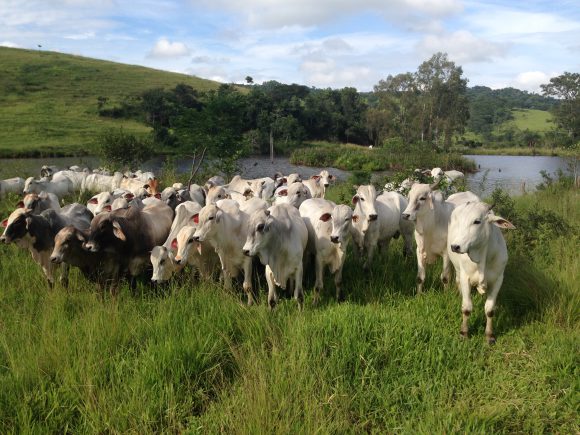 Está começando o período chuvoso. E agora, como planejar os lotes e a distribuição de gado na fazenda?
