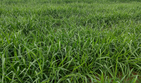 Alturas de manejo para o Capim Braquiarão