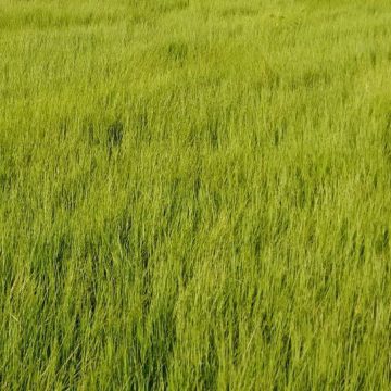 Alturas de Manejo da Braquiária Humidícula