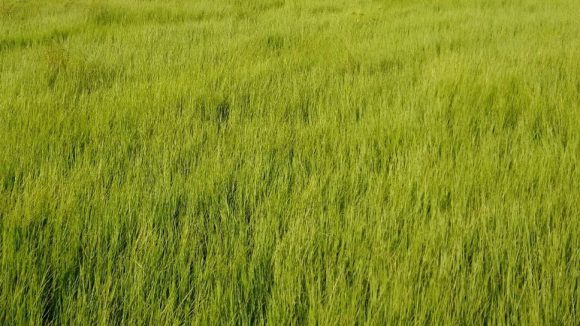 Alturas de Manejo da Braquiária Humidícula