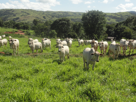 Melhoria contínua – Análise do caso da Fazenda Santa Bárbara