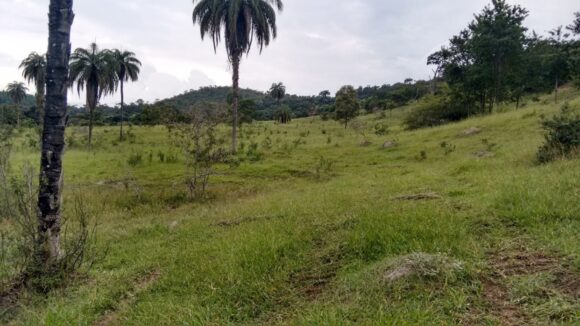 TIPOS DE CONTROLES DE PLANTAS INVASORAS NAS PASTAGENS
