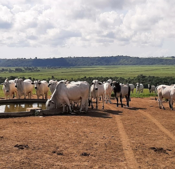 Construção e Evolução da Fazenda Airis – Relato de Caso