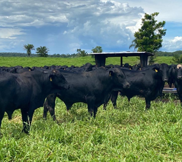 Intensificação na Agropecuária: Estratégia, Necessidade ou Modismo?