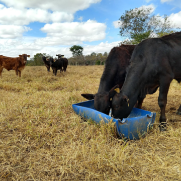 Desmama Precoce: Potencializando os Resultados da Sua Fazenda de Cria
