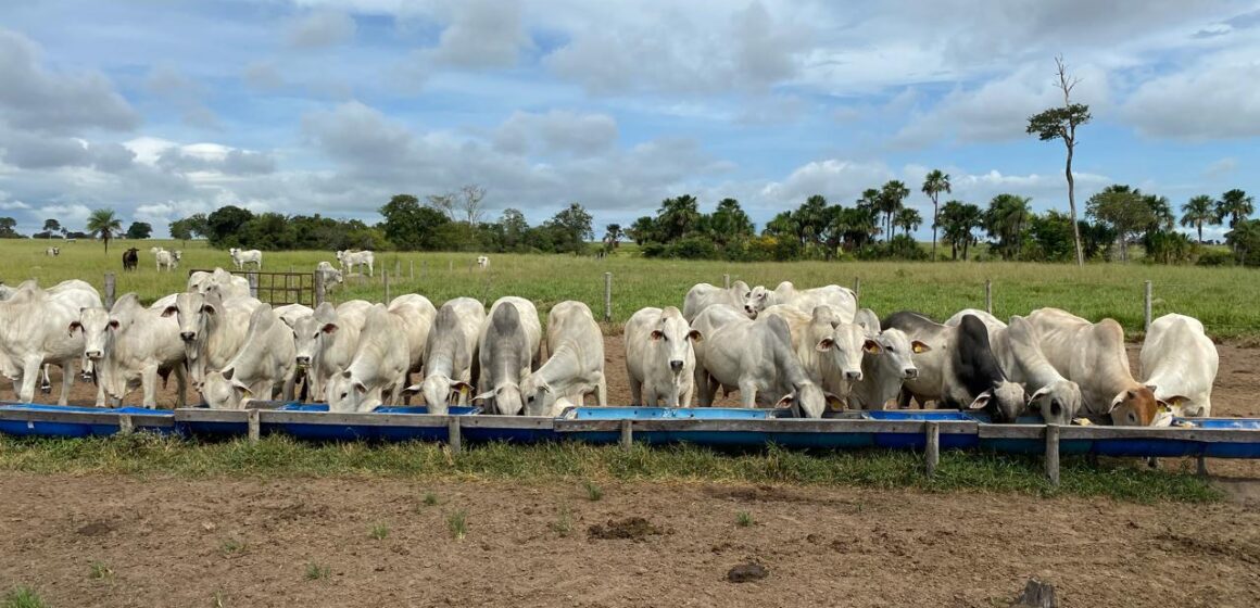 RELATO DE CASO: SEMICONFINAMENTO – MANEJO DO PASTO E DESEMPENHOS