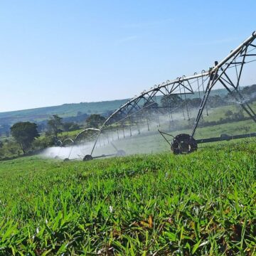 Produção forrageira em áreas irrigadas