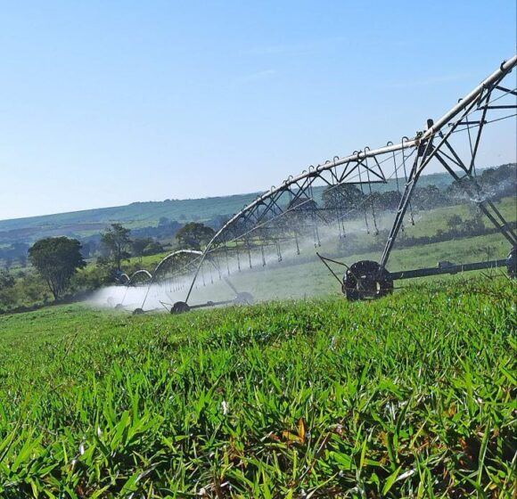 Produção forrageira em áreas irrigadas