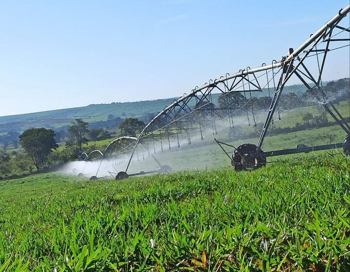 Produção forrageira em áreas irrigadas