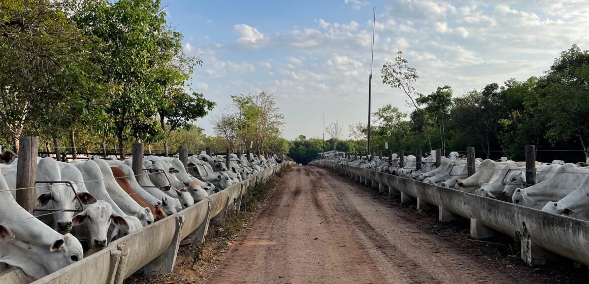 Confinamento estratégico de bezerros e o benefício para o manejo das pastagens