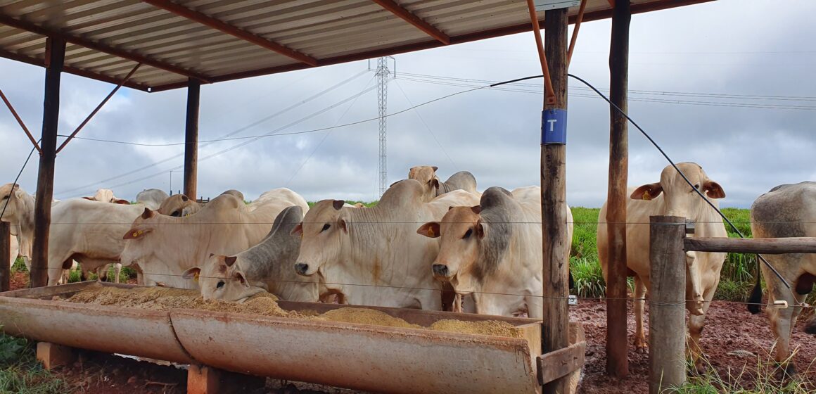 Semiconfinamento ou Terminação Intensiva a Pasto?