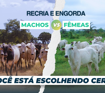 Recria de Machos ou Fêmeas: Qual a Melhor Escolha para a Sua Fazenda?