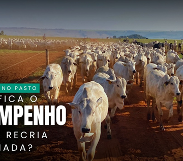 Desempenho Pós-Recria Confinada: A Chave para um Ciclo Curto e Lucrativo no Pasto!