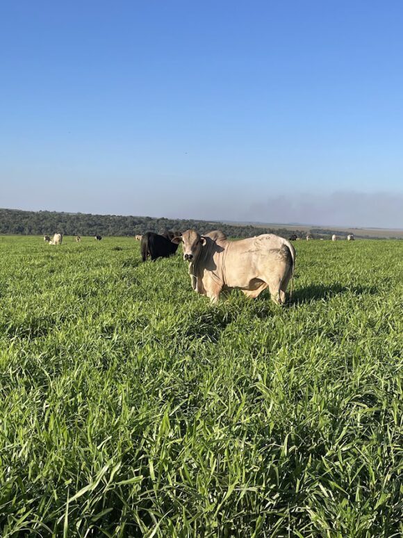 Sucesso na formação dos pastos em sistemas de Integração Lavoura – Pecuária (ILP)