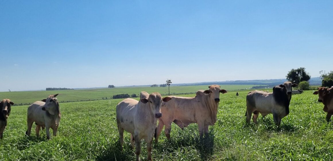 A Fazenda Não Dá Dinheiro? Entenda a Diferença Entre Resultado Econômico e Financeiro