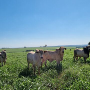 A Fazenda Não Dá Dinheiro? Entenda a Diferença Entre Resultado Econômico e Financeiro