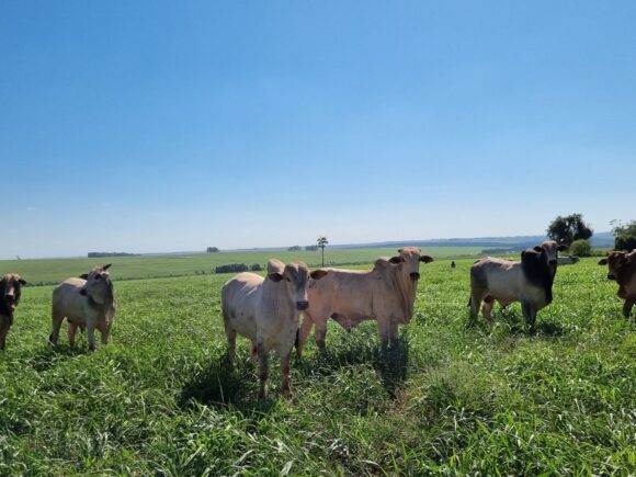 A Fazenda Não Dá Dinheiro? Entenda a Diferença Entre Resultado Econômico e Financeiro