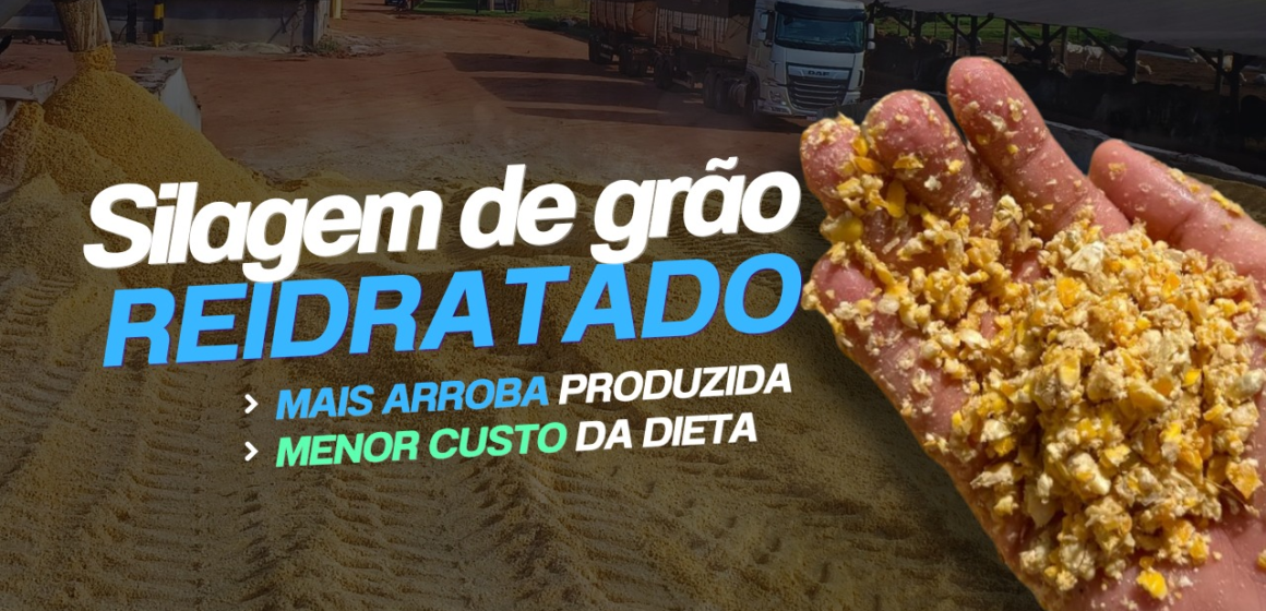 Imagem5 Silagem de Grão Reidratado: Mais Arroba Produzida, Menor Custo da Dieta!