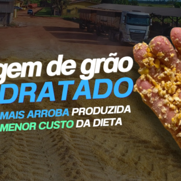 Silagem de Grão Reidratado: Mais Arroba Produzida, Menor Custo da Dieta!