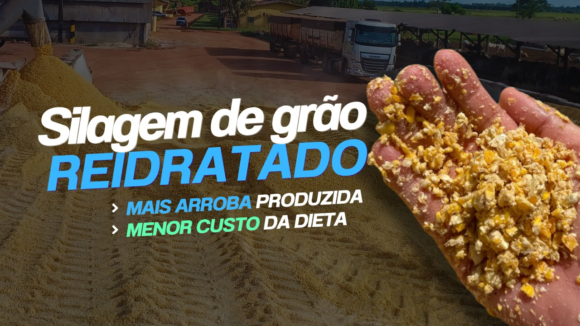 Silagem de Grão Reidratado: Mais Arroba Produzida, Menor Custo da Dieta!