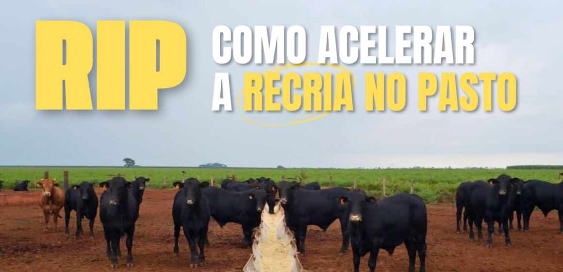 Recria Intensiva a Pasto (RIP): Uma estratégia para a Recria