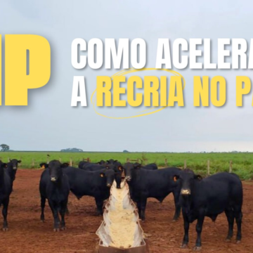 Recria Intensiva a Pasto (RIP): Uma estratégia para a Recria