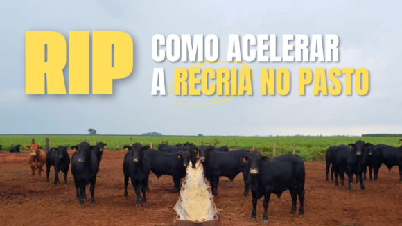 Recria Intensiva a Pasto (RIP): Uma estratégia para a Recria