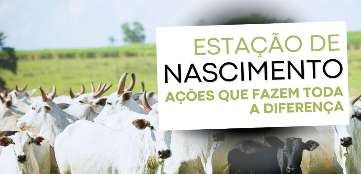 Imagem1 O Segredo das Fazendas de Cria Top