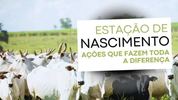 O Segredo das Fazendas de Cria Top