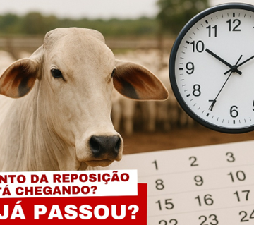 O Momento Estratégico da Reposição: Ele Já Passou ou Está Chegando?