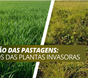capa.2 O Inimigo Oculto na Pastagem: Riscos e Estratégias de Controle de Plantas Invasoras