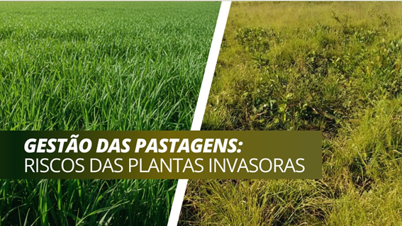 capa.2 O Inimigo Oculto na Pastagem: Riscos e Estratégias de Controle de Plantas Invasoras