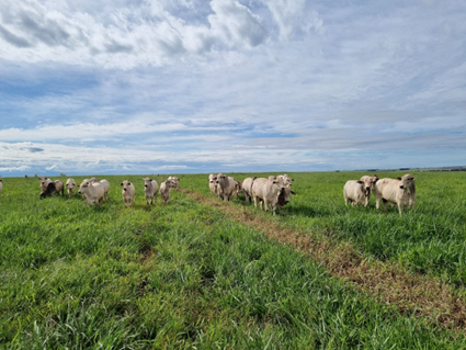 Imagem1 Como a Cerca Elétrica Pode Aumentar a Eficiência da Fazenda