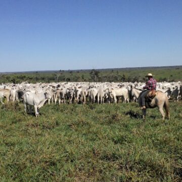 Imagem2 Estratégias de Manejo e Nutrição Bovina no Período de Transição Águas-Seca