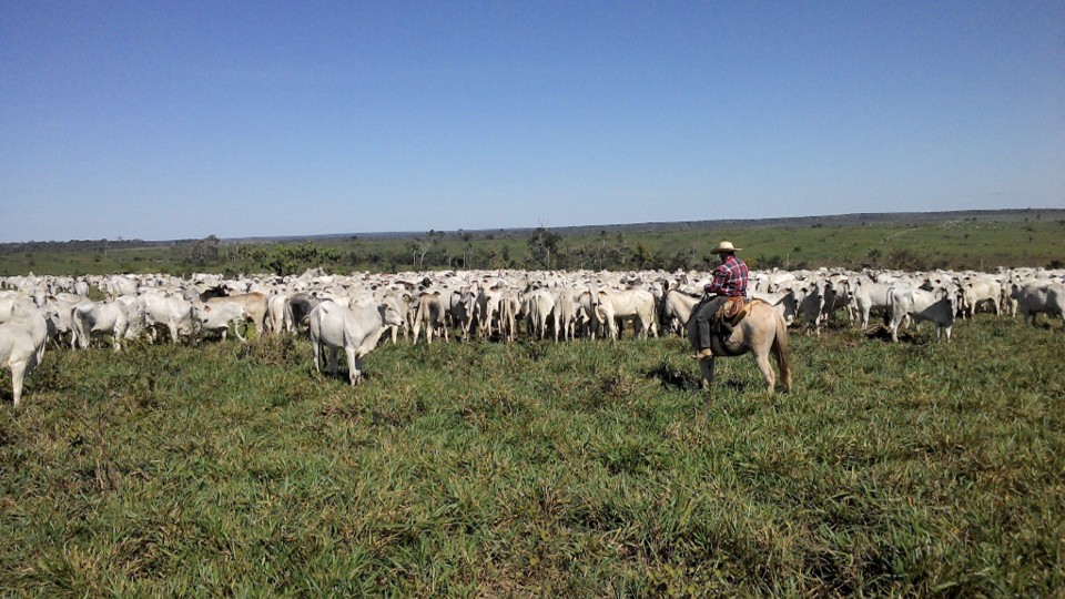 Imagem2 Estratégias de Manejo e Nutrição Bovina no Período de Transição Águas-Seca