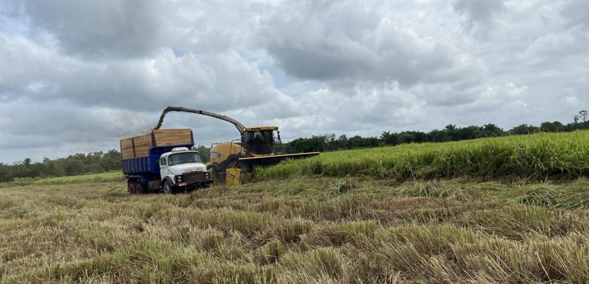 Silagem de Capim: Estratégias Técnicas para Otimização de Recursos na Fazenda