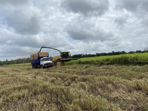 Silagem de Capim: Estratégias Técnicas para Otimização de Recursos na Fazenda