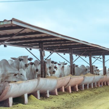 Fotografia Profissional - Sérgio Simões Resultados Acima da Média de Terminação Intensiva a Pasto (TIP): O Caso de Sucesso da NOVAPEC