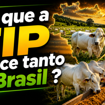 Imagem4 Por que a TIP cresce tanto no Brasil?