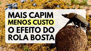 O Besouro que Vale Ouro: Como o Rolabosta Transforma a Fertilidade e a Saúde do Seu Pasto